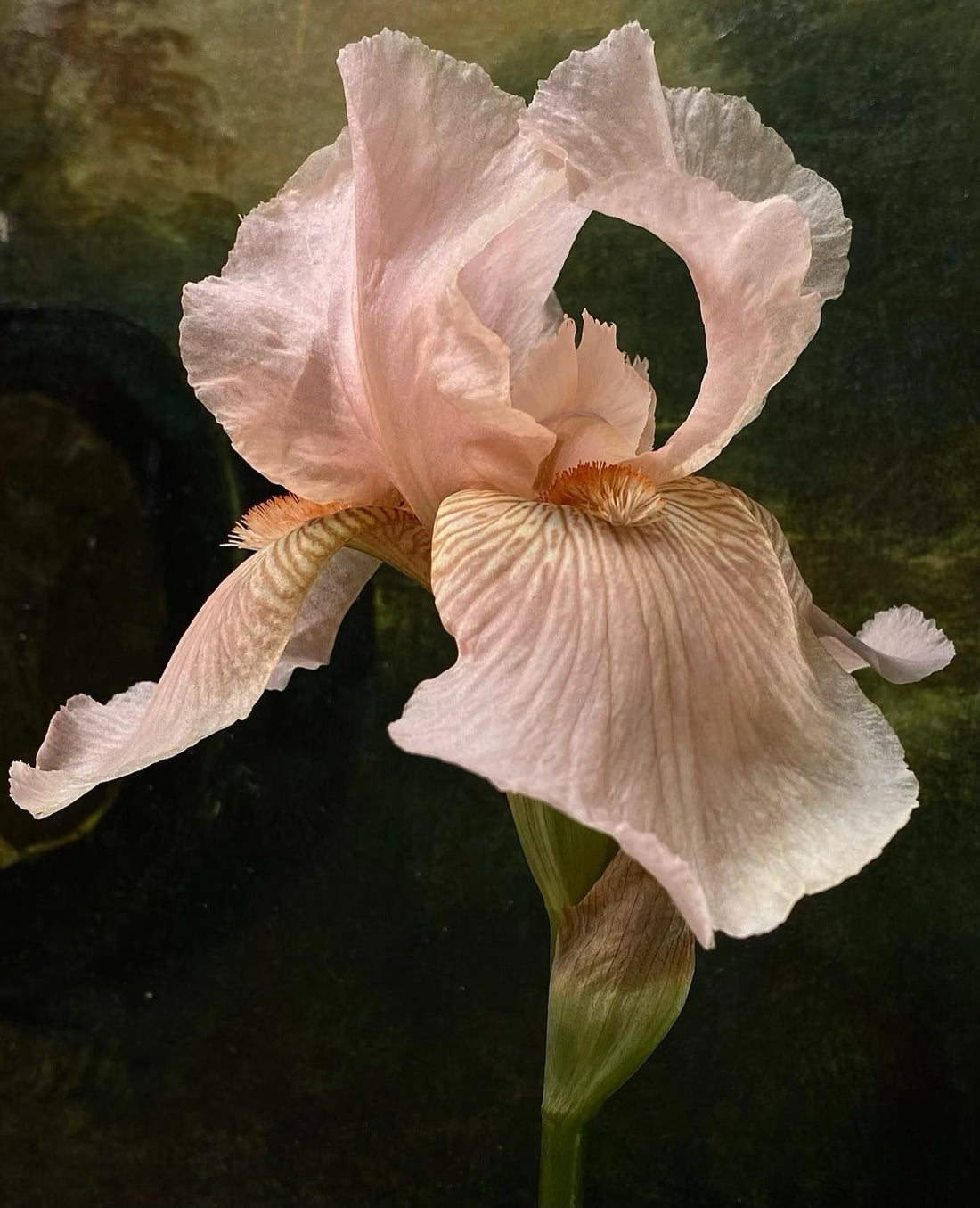 The 3 Soul Families: Woody, Ambery, Floral — How to Pick Yours in 2 Minutes